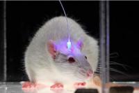 Стимулируя светом нейроны мозга, ученые избавили крыс от алкогольной зависимости