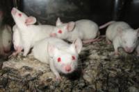 Ученые: антиоксиданты ускоряют рост раковых опухолей у мышей