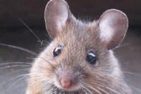 Экспериментальное лекарство от рака исцелило мышей от шизофрении
